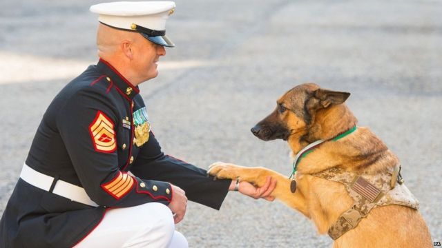 See some of the 67 animals who've been handed the Dickin Medal for bravery  - BBC News