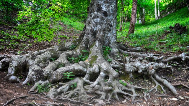 Tronco y raíces extensas de un árbol
