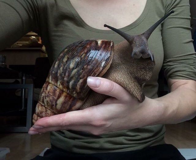 Enormous snail