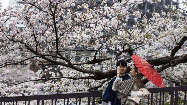 Couple pose for pictures with cherry blossoms in full bloom (Tokyo, 28 March)