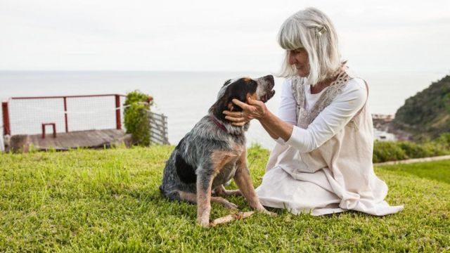 Fruncir el ceño frío arpón Cómo calcular la "edad humana" de tu perro (y por qué la regla de los 7  años no funciona) - BBC News Mundo