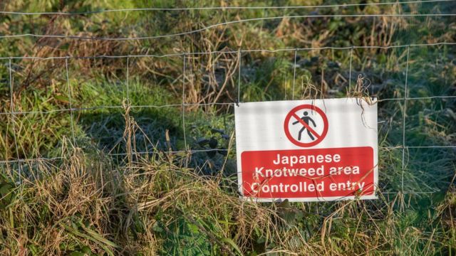 Knotweed japonês é uma planta invasora que custa milhões