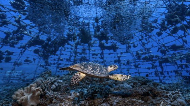 Uma tartaruga-de-pente dando uma conferida em um berrio de corais, no Golfo de Aqaba (ou Eilate), no norte do Mar Vermelho