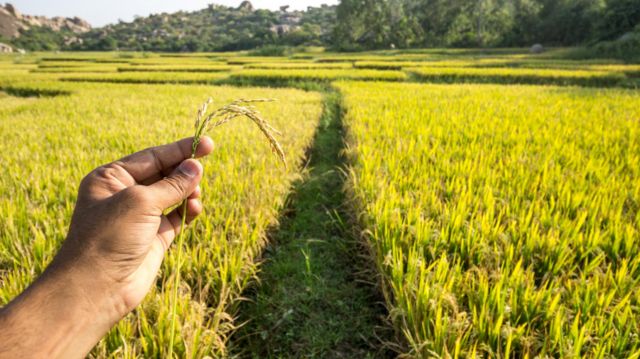 பாரம்பரிய நெல் சாகுபடி லாபகரமானதா?