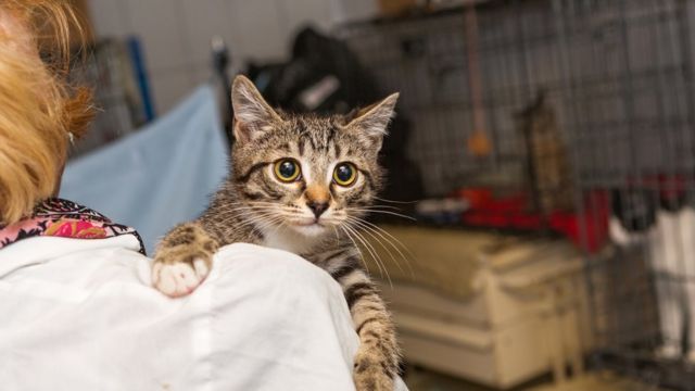 Cão morre após erro de veterinário e protetora sofre para salvar pets