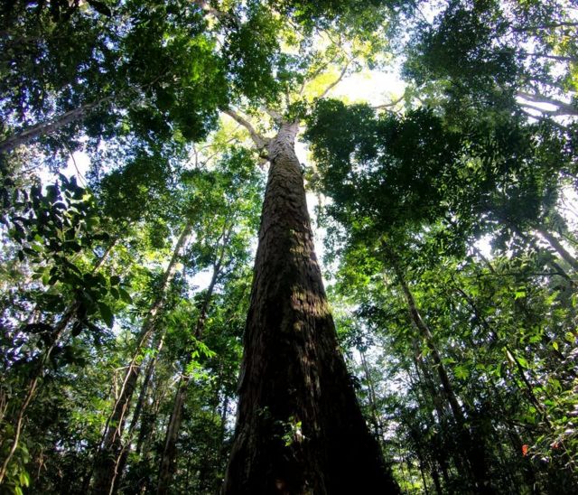 Details 100 árboles de la amazonía