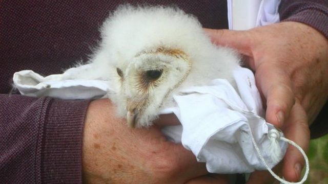 rspb barn owl cam