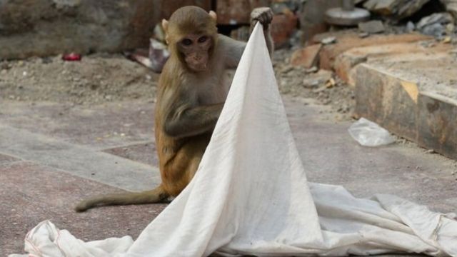 ஒரிசா: குழந்தையை பறித்து சென்று கொன்ற குரங்கை தேடும் போலீசார்