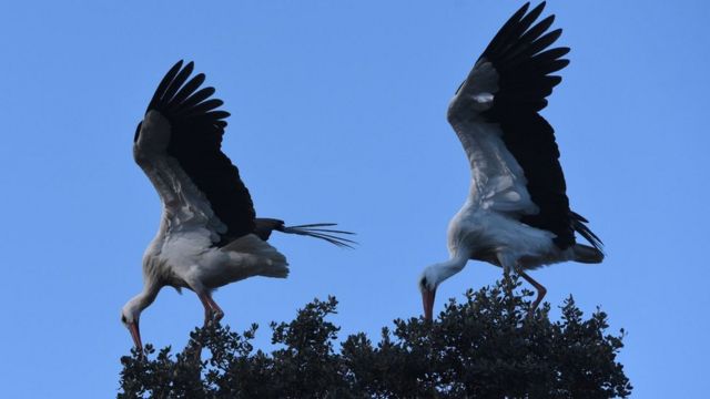 White storks seen in Madrid