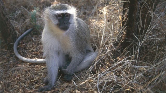 আফ্রিকান সবুজ বানর