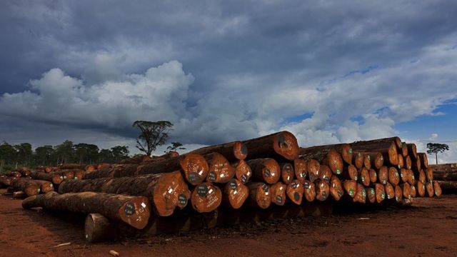 Industria maderera en África