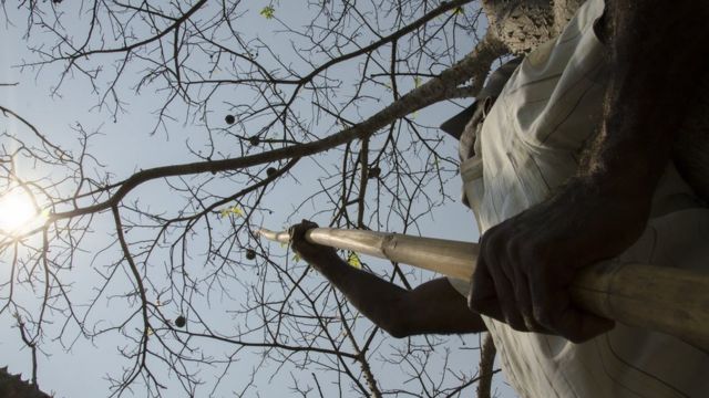 Imagem mostra homem colhendo frutos na Amazônia