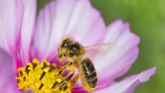 Reality Check: Are clothes moths on the rise? - BBC News