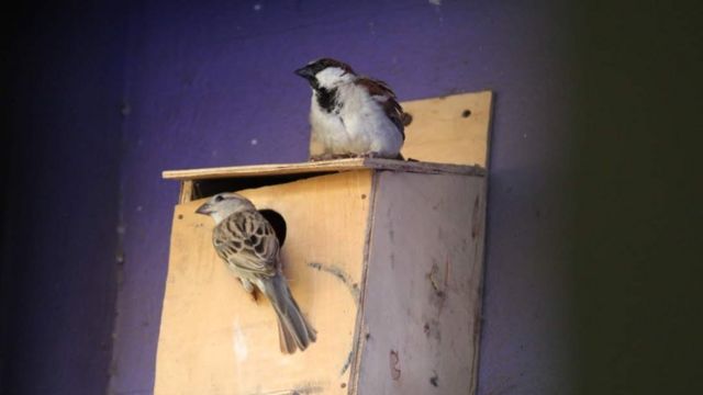 உலக சிட்டுக் குருவிகள் தினம் 2022