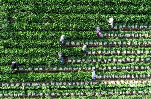 Agricultores trabalhando numa colheita