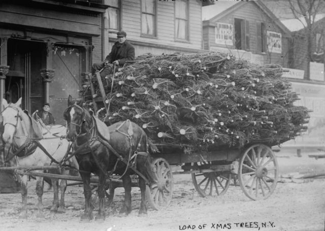 1910'larda ABD'de Noel ağacı satıcısı