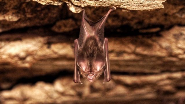 பிரபு பொன்முடி வீட்டில் இருக்கும் வெளவால்