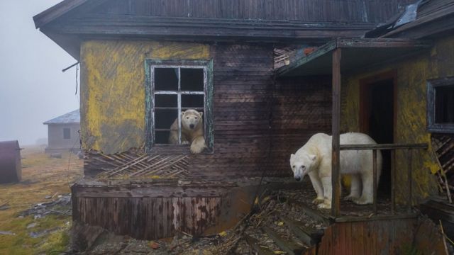 Dos osos polares en una estacion abandonada.
