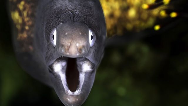 மின்சாரத்தைப் பாய்ச்சி இரையை வேட்டையாடும் அதிசய மீன்