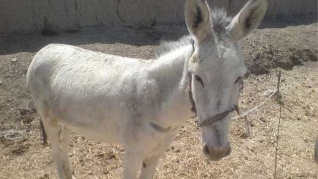 از کار در غسالخانه تا نگهدای از الاغ؛ احکام عجیب قضایی در ایران - BBC ...