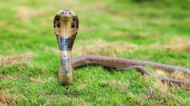 பாம்பை கொன்று வீடியோ வெளியிட்டவர் கைது: பாம்புகளை கொன்றால் சிறை தண்டனையா?