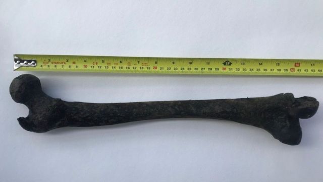 O osso com uma fita métrica mostrando que tem cerca de 43 cm de comprimento