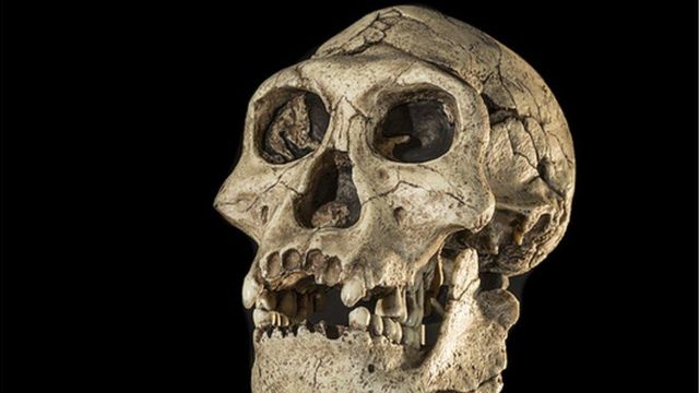 بقایای یک انسان <a href='/last-search/?q=اولیه'>اولیه</a> به نام هومو ارکتوس به قدمت ۱.۴ میلیون سال در <a href='/last-search/?q=اروپا'>اروپا</a> پیدا شده است