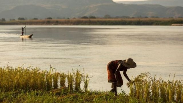 كانت مدغشقر بوتقة لأصناف الأرز، إذ كانت تُزرع فيها أصناف الأرز الأفريقي والآسيوي