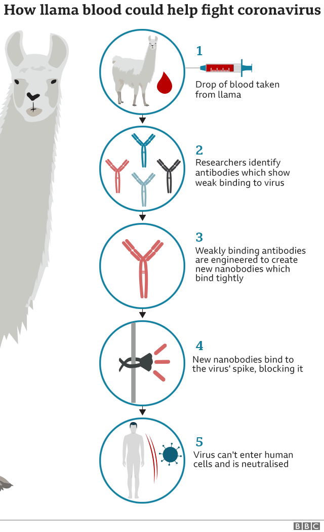 How llama blood could help fight coronavirus. 1. Drop of blood taken from llama 2. Researchers identify antibodies which show weak binding to virus 3. Weakly binding antibodies are engineered to create new nanobodies which bind tightly 4. New nanobodies bind to the virus' spike, blocking it 5. Virus can't enter human cells and is neutralised