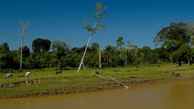Cattle near Amazon tributary