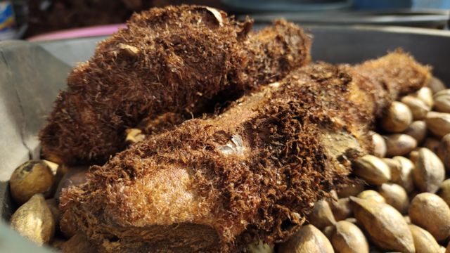 புறணிச் செடி