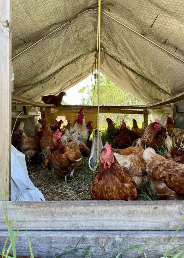 Des poulets sous une tente érigée en plein air