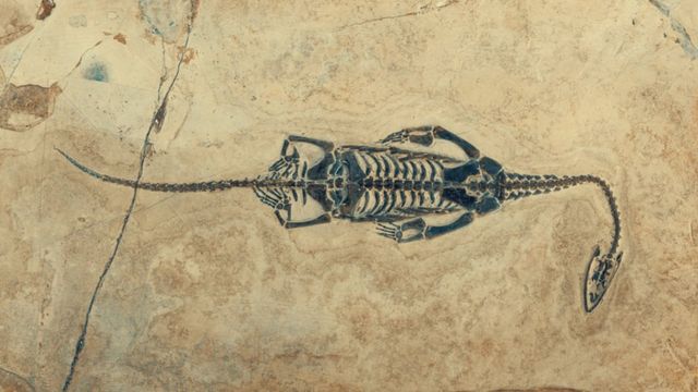 Esqueleto fossilizado de um Keichousaurus, do Período Triássico