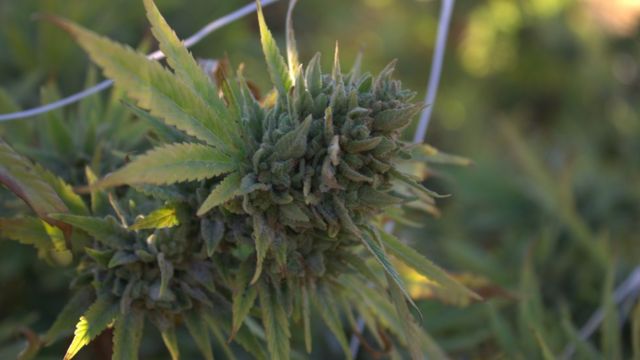 Brasileira conta como é trabalhar nas fazendas ilegais de maconha da  Califórnia - BBC News Brasil