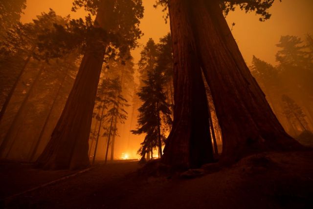 Incendio en el parque nacional de secuoyas en California, Estados Unidos