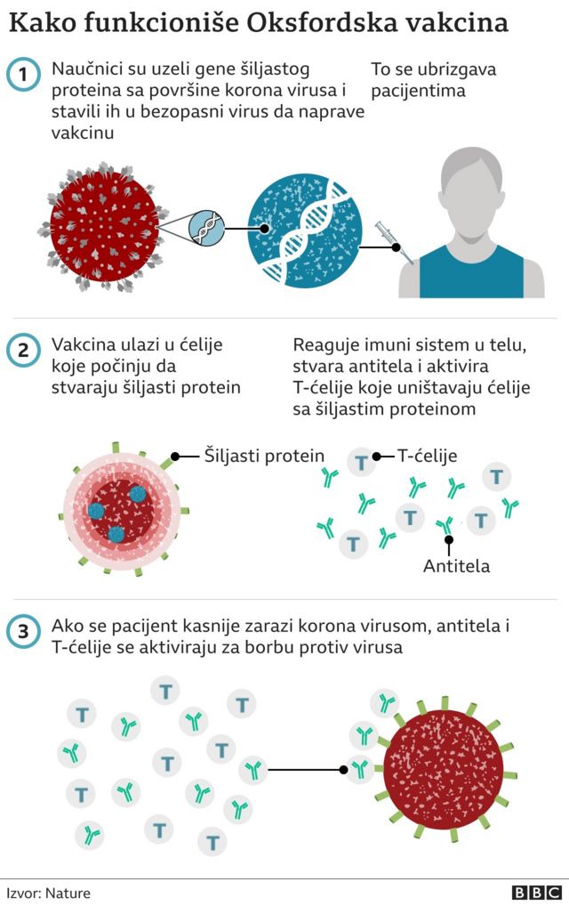 Kako funkcioniše vakcina