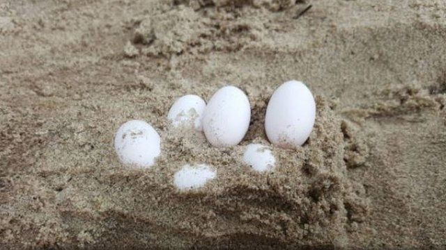 A picture of the eggs in the school sandpit