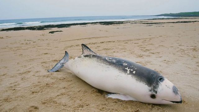 A razão por trás do misterioso desaparecimento do megalodonte, o maior  tubarão que já existiu, Ciência