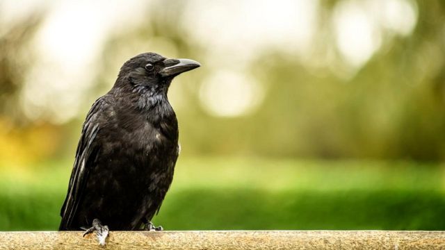 Вороны, кажется, умнее всех. За исключением приматов - BBC News Русская  служба