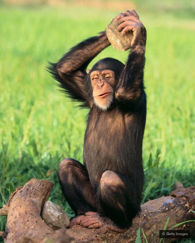Simpanse
