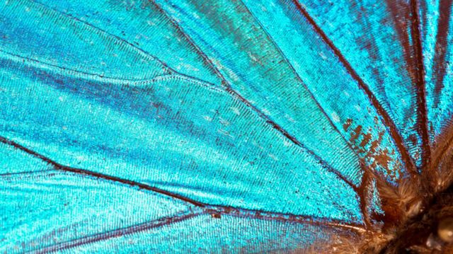 Foto bem aproximada da asa de uma borboleta, que se vê azul
