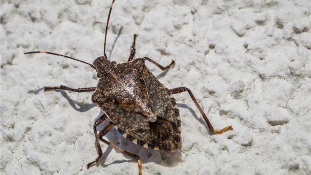 What S That Smell Stink Bug Arrives In Uk Cbbc Newsround