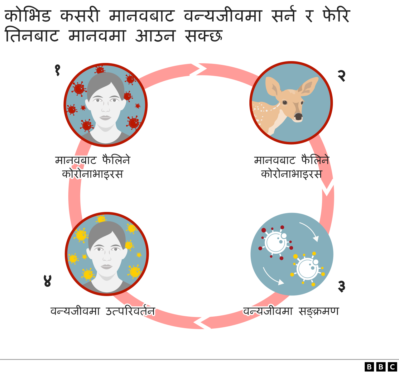 कोभिड सङक्रमणको साइकल