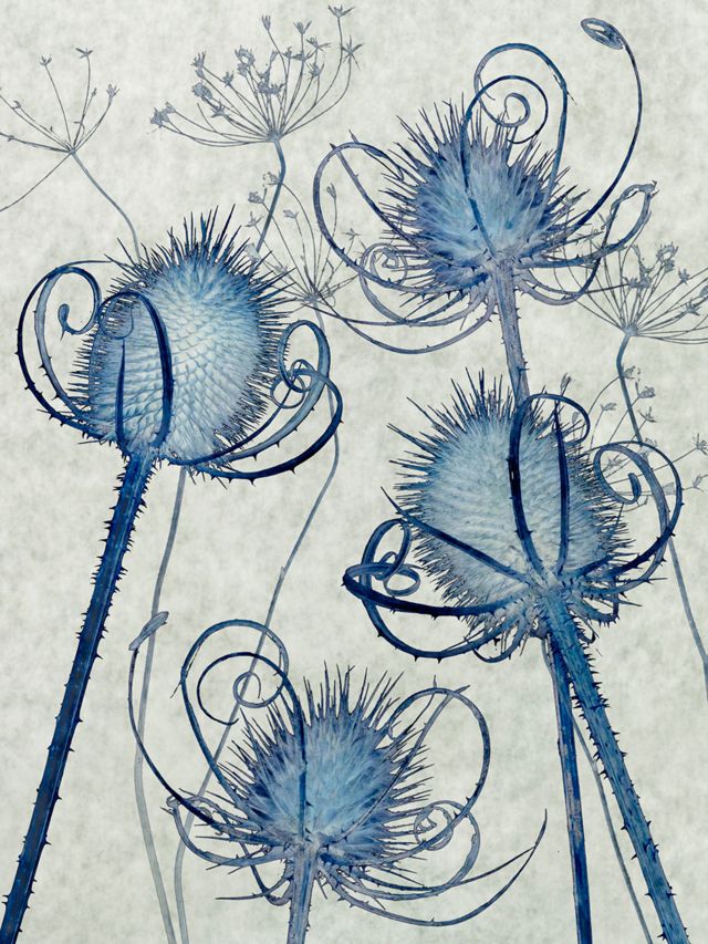 An edited photo of poppy seed heads in blue tones