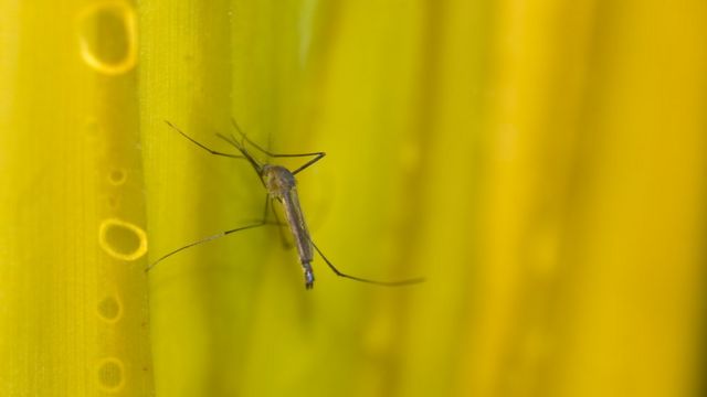 Mosquito pousado em superfície com cor amarela