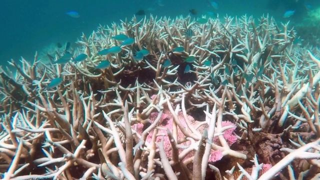 Great Barrier Reef: 35% of corals 'dead or dying' - BBC News