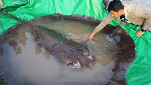 A stingray is found in the Mekong River