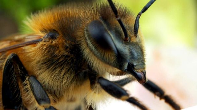 Европейская медоносная пчела (Apis mellifera)