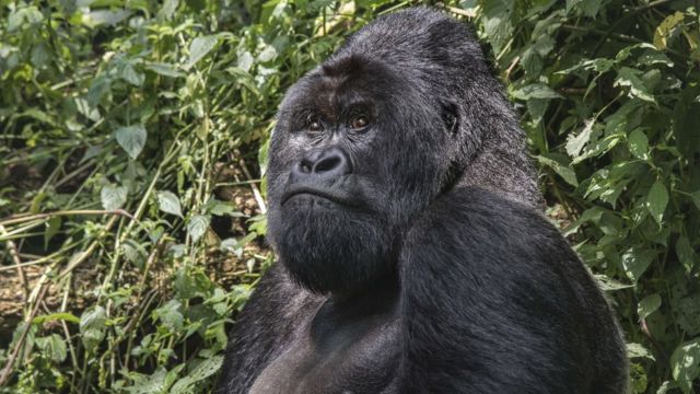 A 25-year old silverback (male adult) mountain gorilla sits in the jungle of the Virunga National Park