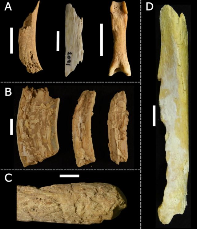 ossos acumulados por hienas